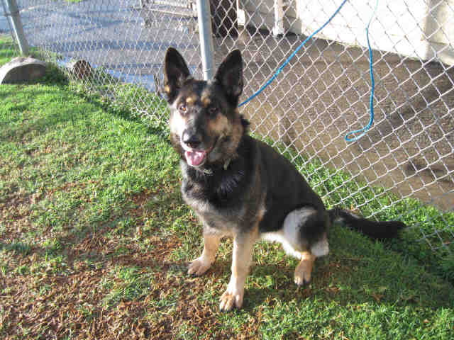 Main Photo of this Dog